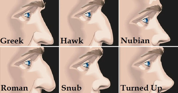 Comparing Aquiline Noses With Other Nose Shapes